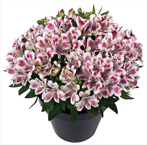 Foto de variedad de flores para ser usadas como: Maceta y planta de temporada Alstroemeria Inticancha® White Pink Blush