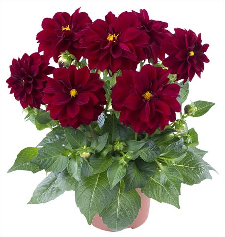 Foto de variedad de flores para ser usadas como: Maceta y planta de temporada Dahlia Carolina Burgundy
