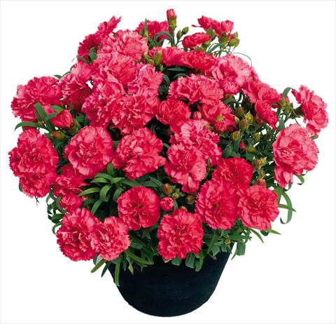 Foto de variedad de flores para ser usadas como: Maceta y planta de temporada Dianthus Allura