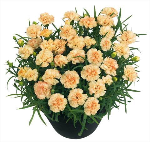 Foto de variedad de flores para ser usadas como: Maceta y planta de temporada Dianthus BlingBling