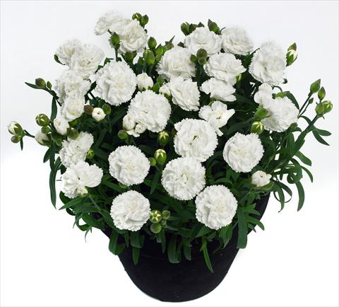 Foto de variedad de flores para ser usadas como: Maceta y planta de temporada Dianthus Cosmos