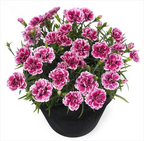 Foto de variedad de flores para ser usadas como: Maceta y planta de temporada Dianthus Esta