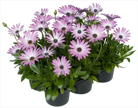 Foto de variedad de flores para ser usadas como: Maceta y planta de temporada Osteospermum Margarita Nano® Light Pink