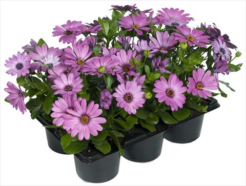 Foto de variedad de flores para ser usadas como: Maceta y planta de temporada Osteospermum Margarita Nano® Pink