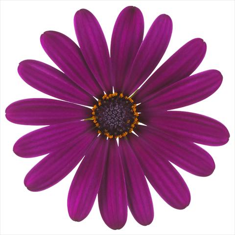 Foto de variedad de flores para ser usadas como: Maceta y planta de temporada Osteospermum Margarita Nano® Purple