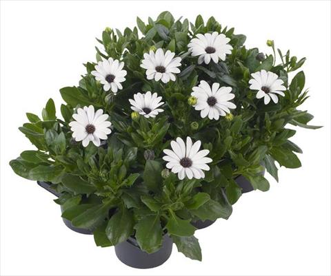 Foto de variedad de flores para ser usadas como: Maceta y planta de temporada Osteospermum Margarita Nano® White