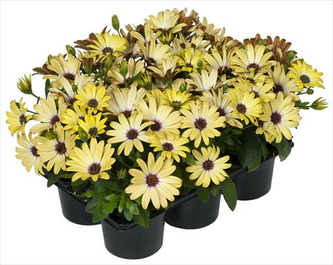 Foto de variedad de flores para ser usadas como: Maceta y planta de temporada Osteospermum Margarita Nano® Yellow