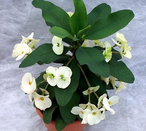 Foto de variedad de flores para ser usadas como: Maceta y planta de temporada Euphorbia x martinii Athena 2006