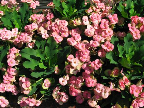 Foto de variedad de flores para ser usadas como: Maceta y planta de temporada Euphorbia x martinii Pandorra