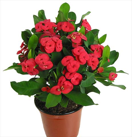 Foto de variedad de flores para ser usadas como: Maceta y planta de temporada Euphorbia x martinii Vulcanus