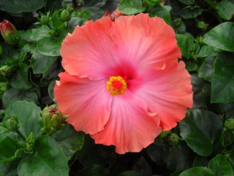 Foto de variedad de flores para ser usadas como: Maceta y planta de temporada Hibiscus rosa-sinensis Caramella