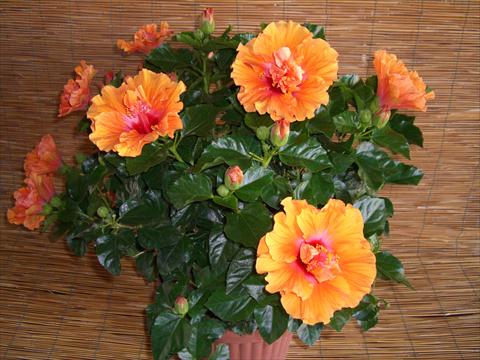 Foto de variedad de flores para ser usadas como: Maceta y planta de temporada Hibiscus rosa-sinensis Targa
