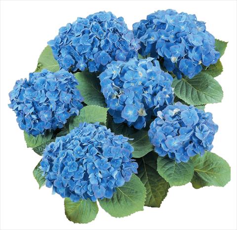 Foto de variedad de flores para ser usadas como: Maceta y planta de temporada Hydrangea macrophylla Everbloom Blue Heaven