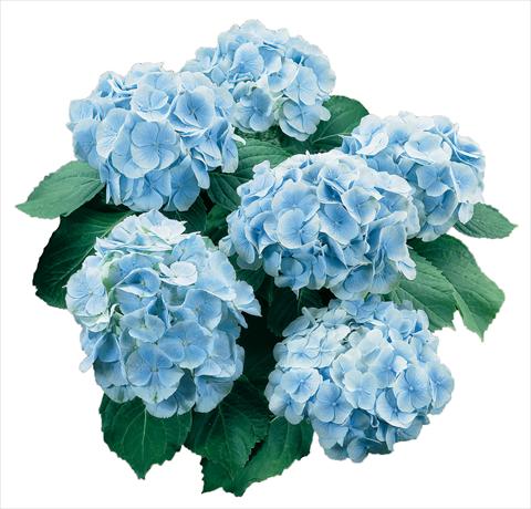 Foto de variedad de flores para ser usadas como: Maceta y planta de temporada Hydrangea macrophylla Everbloom Blue Wonder
