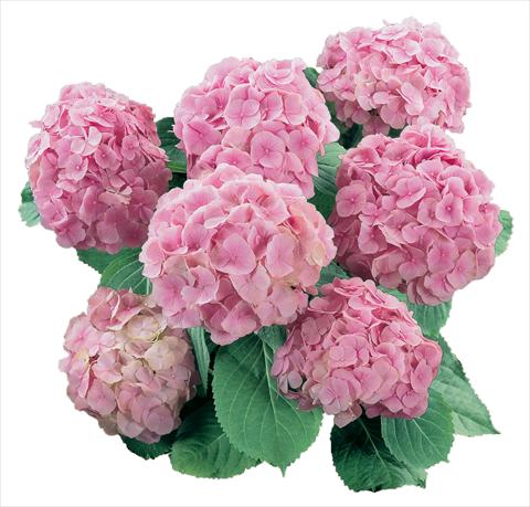 Foto de variedad de flores para ser usadas como: Maceta y planta de temporada Hydrangea macrophylla Everbloom Pink Wonder