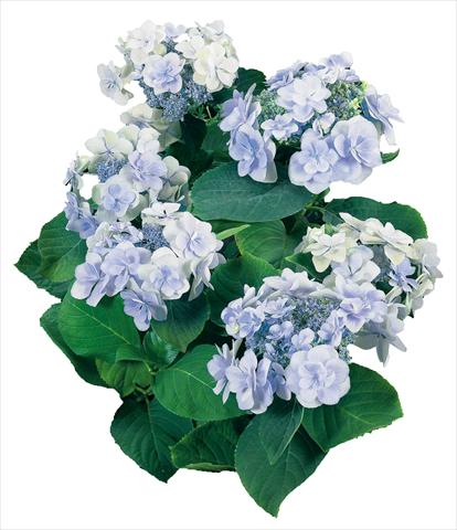 Foto de variedad de flores para ser usadas como: Maceta y planta de temporada Hydrangea macrophylla YOU&ME Emotion Youmethree Blu