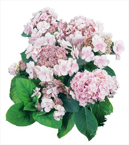 Foto de variedad de flores para ser usadas como: Maceta y planta de temporada Hydrangea macrophylla YOU&ME Emotion Youmethree Rosa
