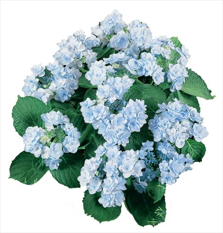 Foto de variedad de flores para ser usadas como: Maceta y planta de temporada Hydrangea macrophylla YOU&ME Forever Youmeone Blu