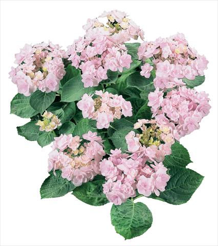 Foto de variedad de flores para ser usadas como: Maceta y planta de temporada Hydrangea macrophylla YOU&ME Forever Youmeone Rosa