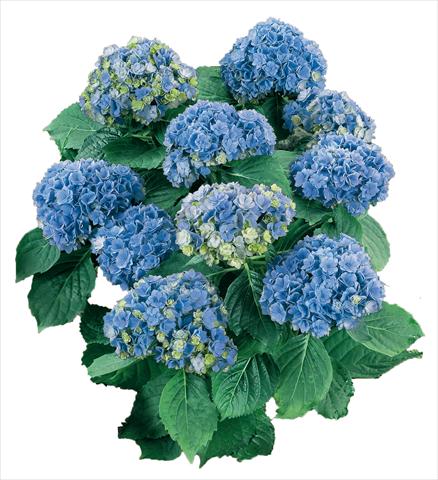 Foto de variedad de flores para ser usadas como: Maceta y planta de temporada Hydrangea macrophylla YOU&ME Together Youmefive Blu