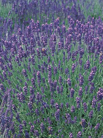Foto de variedad de flores para ser usadas como: Maceta y planta de temporada Lavandula angustifolia Hidcote® Blue