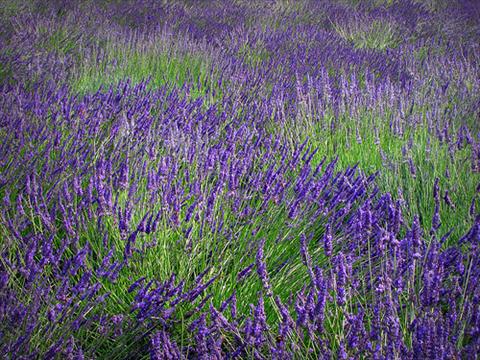 Foto de variedad de flores para ser usadas como: Maceta y planta de temporada Lavandula intermedia Provence