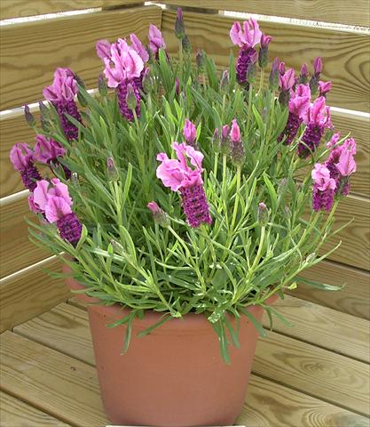 Foto de variedad de flores para ser usadas como: Maceta y planta de temporada Lavandula stoechas Paradiso Dark Pink