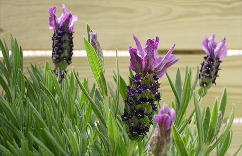 Foto de variedad de flores para ser usadas como: Maceta y planta de temporada Lavandula stoechas Paradiso Purple