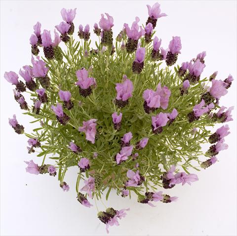 Foto de variedad de flores para ser usadas como: Maceta y planta de temporada Lavandula stoechas Pico Paradiso Lavender