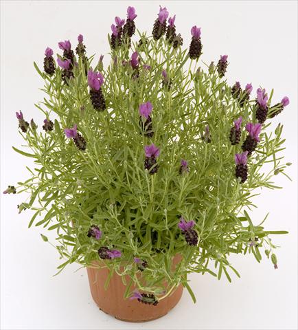 Foto de variedad de flores para ser usadas como: Maceta y planta de temporada Lavandula stoechas Pico Paradiso Purple
