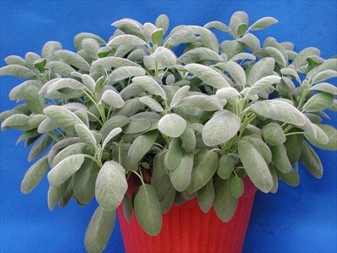 Foto de variedad de flores para ser usadas como: Maceta y planta de temporada Salvia officinalis Berggarten Blu