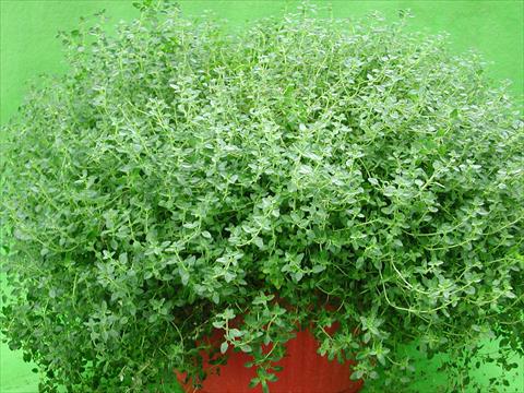 Foto de variedad de flores para ser usadas como: Maceta y planta de temporada Thymus citrodorus Lemon Supreme