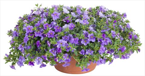 Foto de variedad de flores para ser usadas como: Maceta, patio, Tarrina de colgar Calibrachoa Lindura® Light Blue