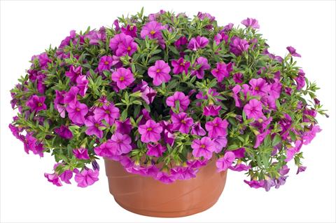 Foto de variedad de flores para ser usadas como: Maceta, patio, Tarrina de colgar Calibrachoa Lindura® Pink