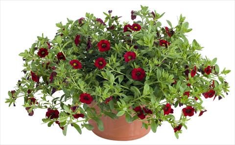 Foto de variedad de flores para ser usadas como: Maceta, patio, Tarrina de colgar Calibrachoa Lindura® Red