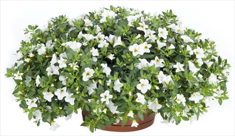 Foto de variedad de flores para ser usadas como: Maceta, patio, Tarrina de colgar Calibrachoa Lindura® White