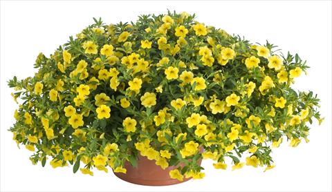Foto de variedad de flores para ser usadas como: Maceta, patio, Tarrina de colgar Calibrachoa Lindura® Yellow