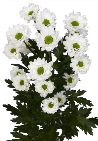 Foto de variedad de flores para ser usadas como: Maceta y planta de temporada Chrysanthemum Brightly