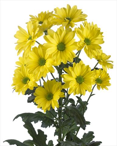 Foto de variedad de flores para ser usadas como: Maceta y planta de temporada Chrysanthemum Celebrate