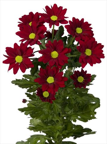 Foto de variedad de flores para ser usadas como: Maceta y planta de temporada Chrysanthemum Merlot