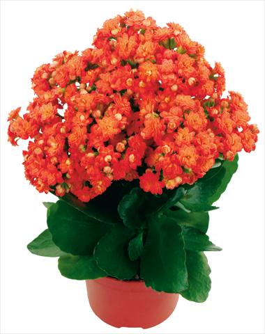 Foto de variedad de flores para ser usadas como: Maceta y planta de temporada Kalanchoe Calandiva® Bardot Improved