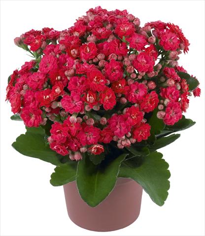 Foto de variedad de flores para ser usadas como: Maceta y planta de temporada Kalanchoe Calandiva® Cher