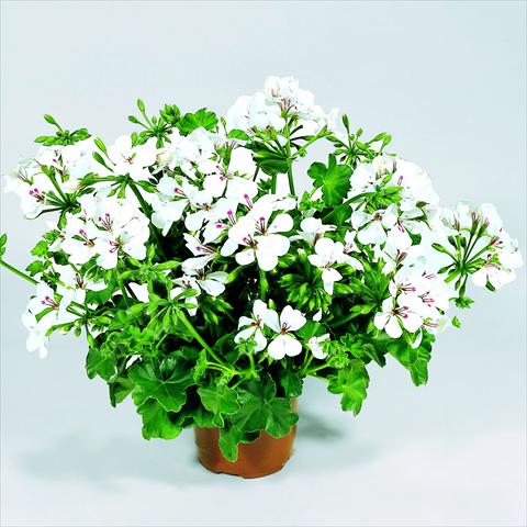 Foto de variedad de flores para ser usadas como: Tarrina de colgar / Maceta Pelargonium peltatum RED FOX Belle Ville White