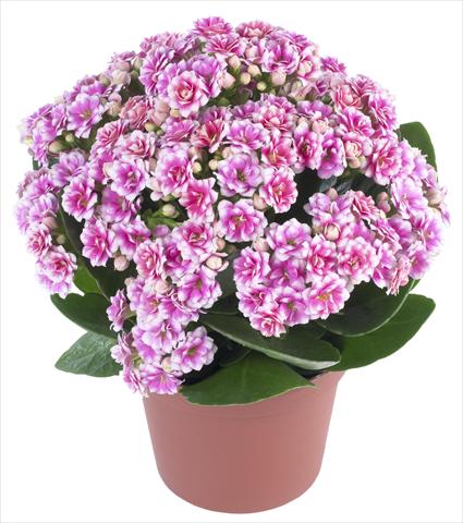 Foto de variedad de flores para ser usadas como: Maceta y planta de temporada Kalanchoe Calandiva® Weaver