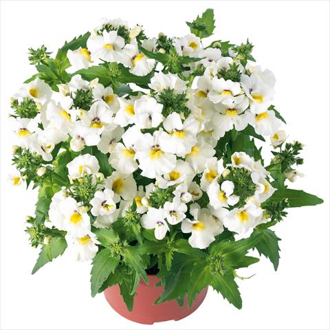 Foto de variedad de flores para ser usadas como: Maceta, patio, Tarrina de colgar Nemesia Angelart® Almond Improved