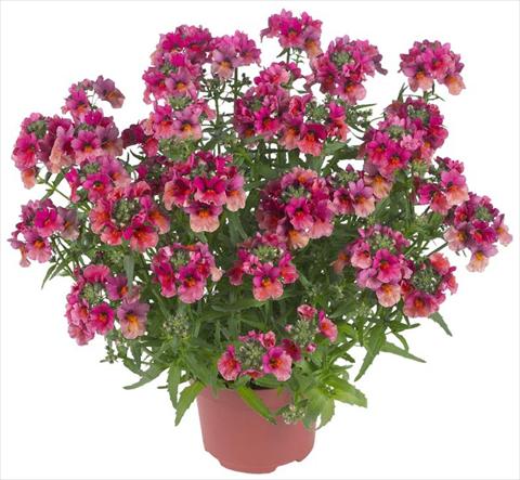 Foto de variedad de flores para ser usadas como: Maceta, patio, Tarrina de colgar Nemesia Angelart® Fruit Punch