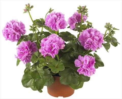 Foto de variedad de flores para ser usadas como: Maceta, patio, Tarrina de colgar Pelargonium peltatum Dancing Idols® Lavender Improved