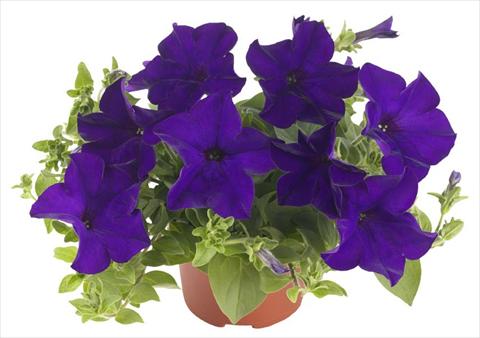 Foto de variedad de flores para ser usadas como: Maceta, patio, Tarrina de colgar Petunia Fortunia® Blue