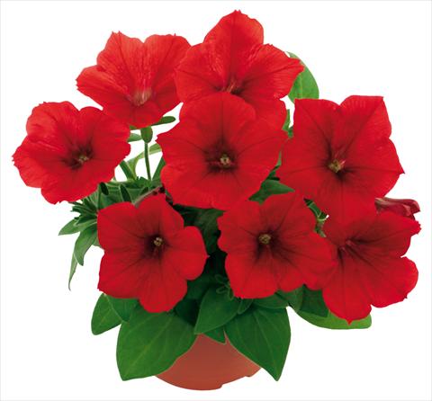 Foto de variedad de flores para ser usadas como: Maceta, patio, Tarrina de colgar Petunia Fortunia® Red