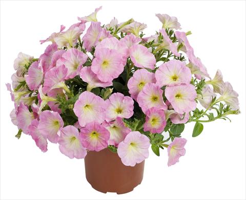 Foto de variedad de flores para ser usadas como: Maceta, patio, Tarrina de colgar Petunia Fortunia® Rose Bicolor